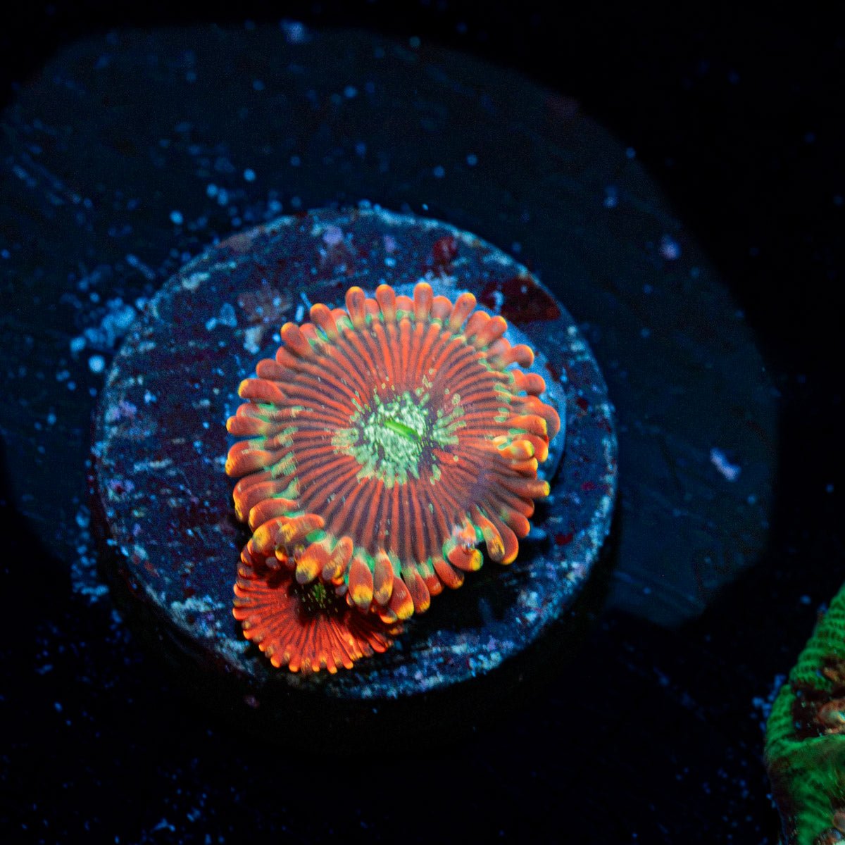 Dark Magician Zoanthid Coral