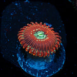 Dark Magician Zoanthid Coral