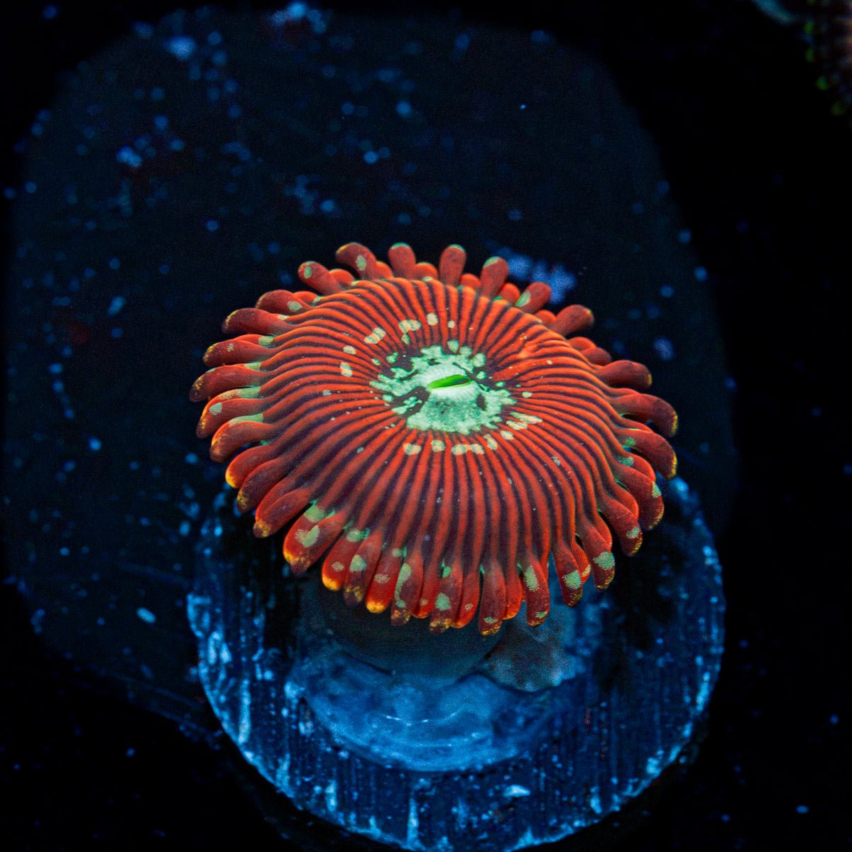 Dark Magician Zoanthid Coral
