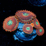 Dark Magician Zoanthid Coral
