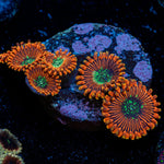 Dark Magician Zoanthid Coral with colony growth in reef aquarium