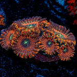 Dark Magician Zoanthid Coral with colony growth in reef aquarium