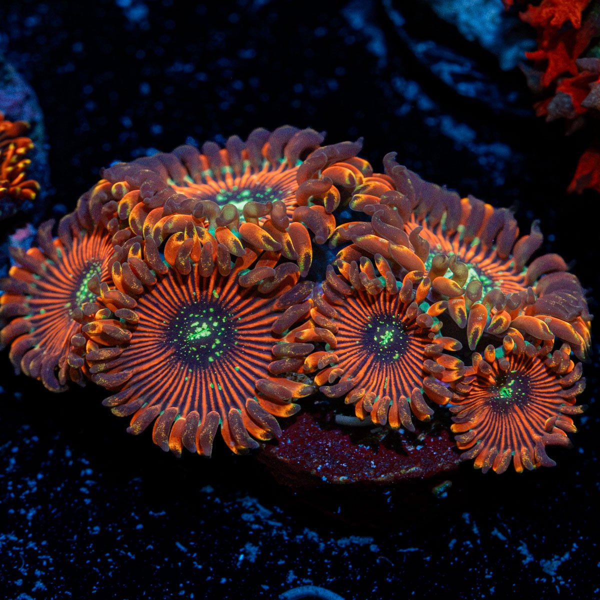 Dark Magician Zoanthid Coral with colony growth in reef aquarium