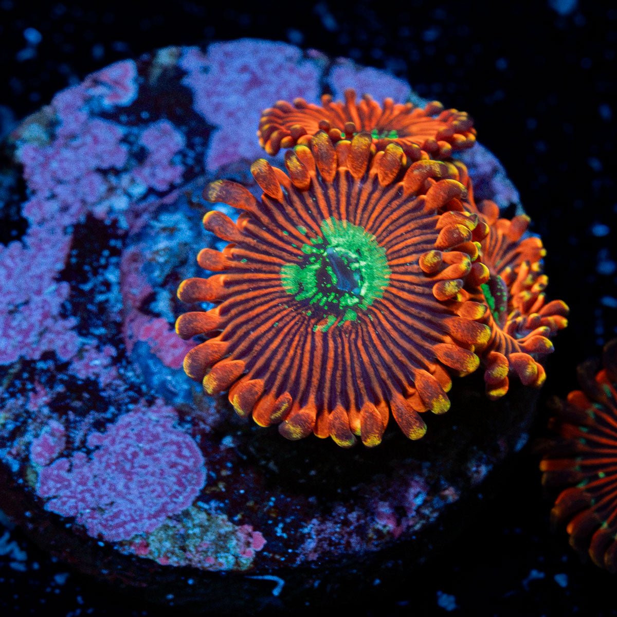 Dark Magician Zoanthid Coral with colony growth in reef aquarium