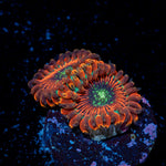 Dark Magician Zoanthid Coral with colony growth in reef aquarium