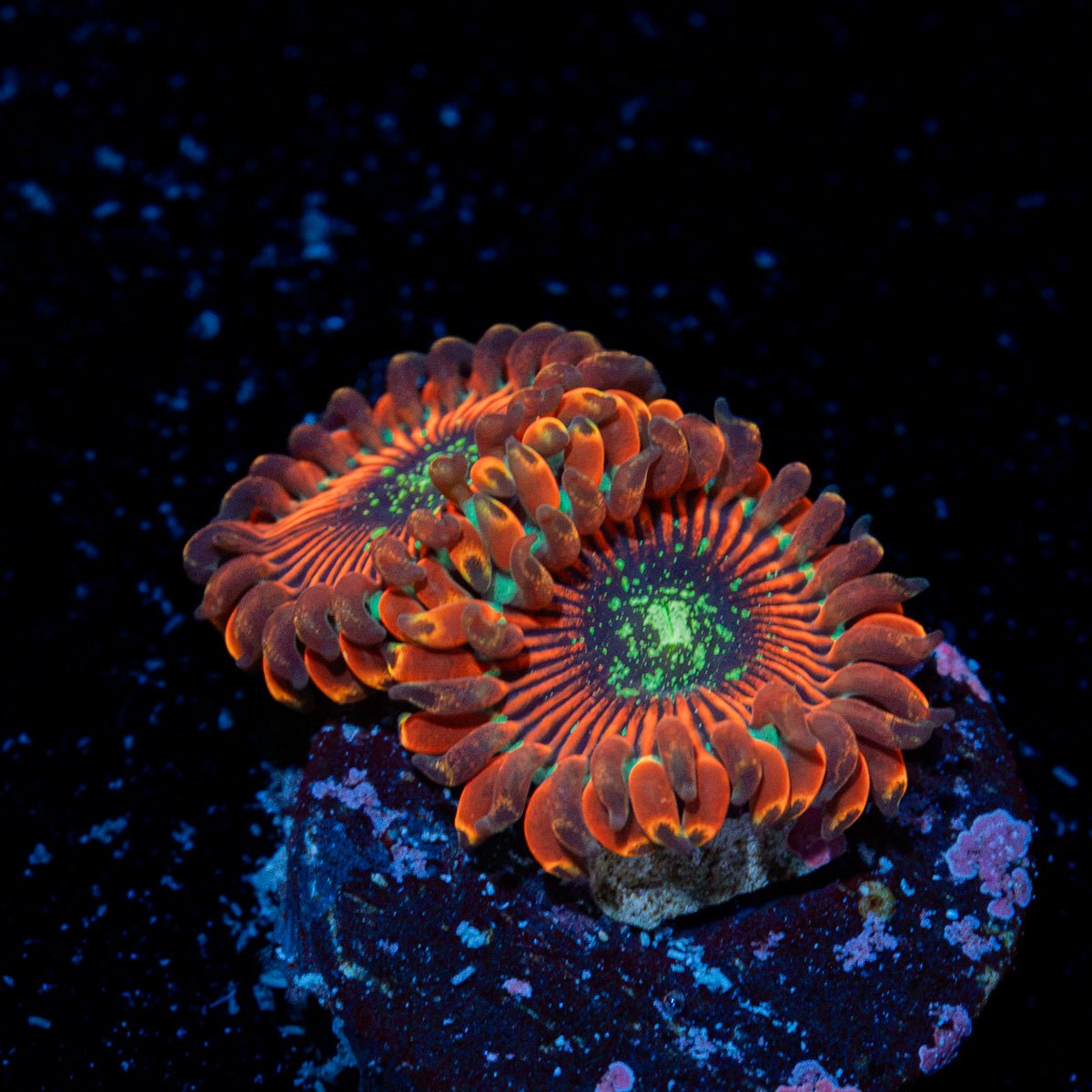 Dark Magician Zoanthid Coral with colony growth in reef aquarium