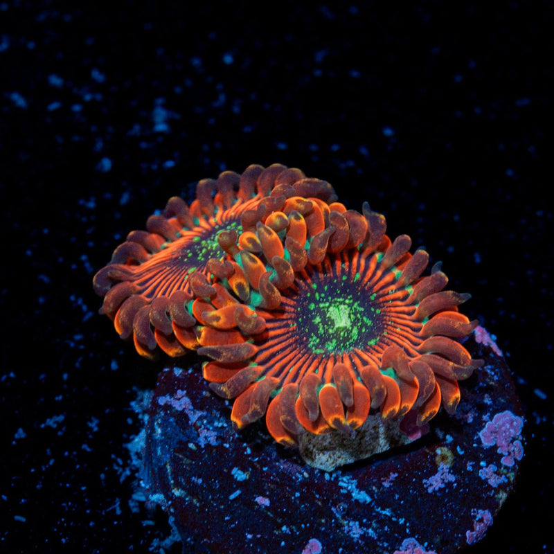 Dark Magician Zoanthid Coral with colony growth in reef aquarium