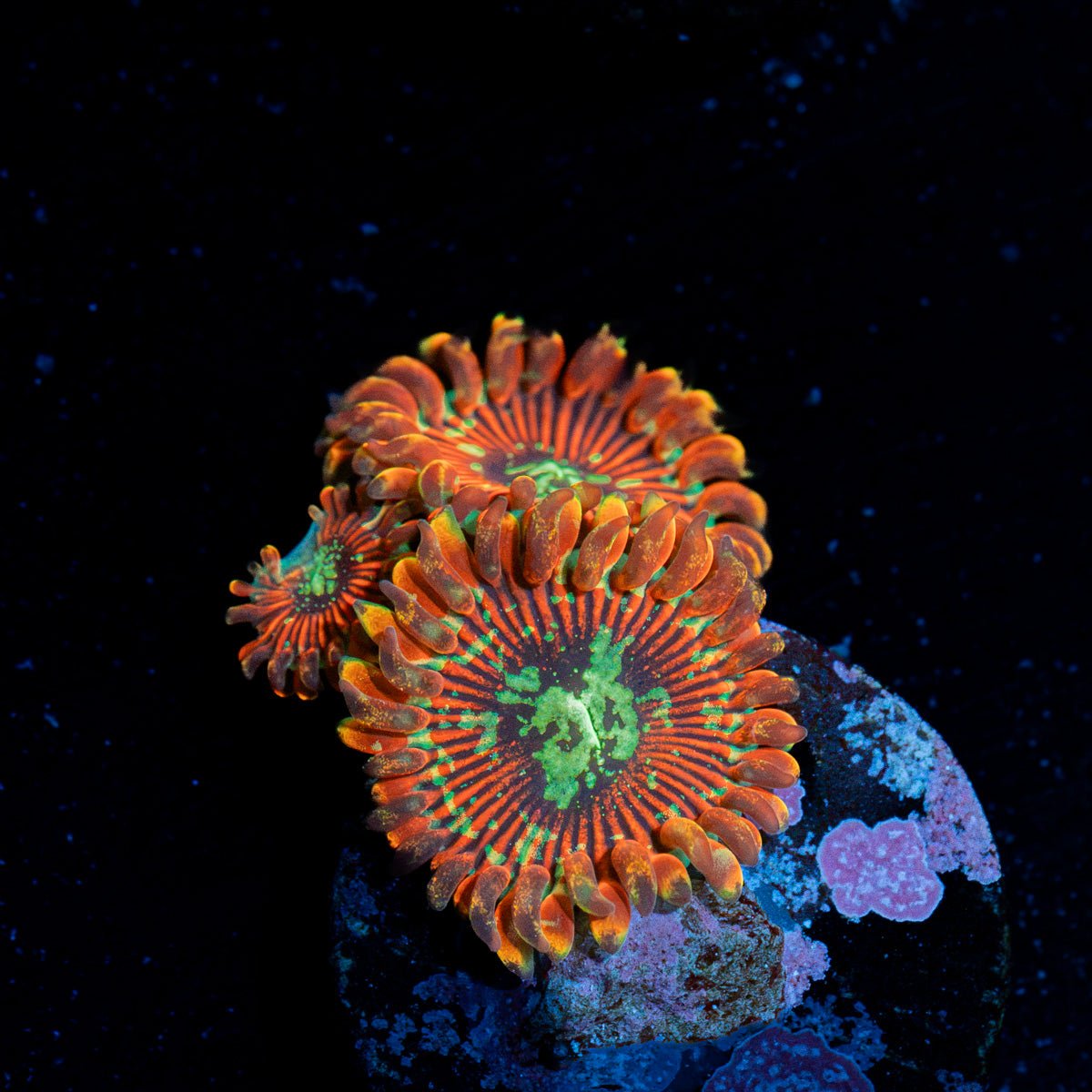 Dark Magician Zoanthid Coral with colony growth in reef aquarium