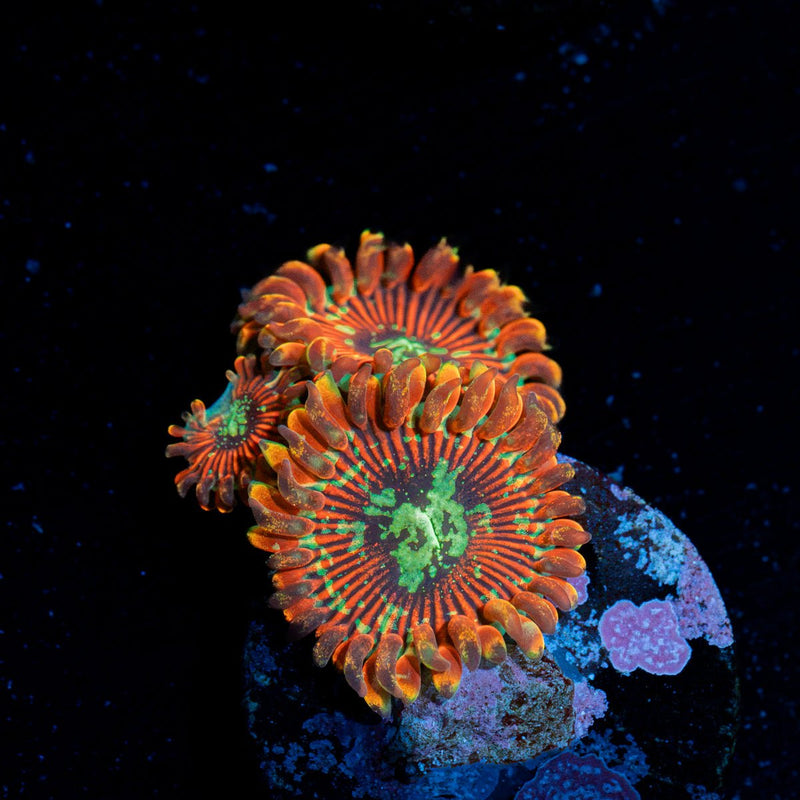 Dark Magician Zoanthid Coral with colony growth in reef aquarium