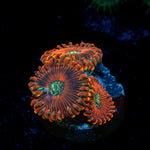 Dark Magician Zoanthid Coral with colony growth in reef aquarium