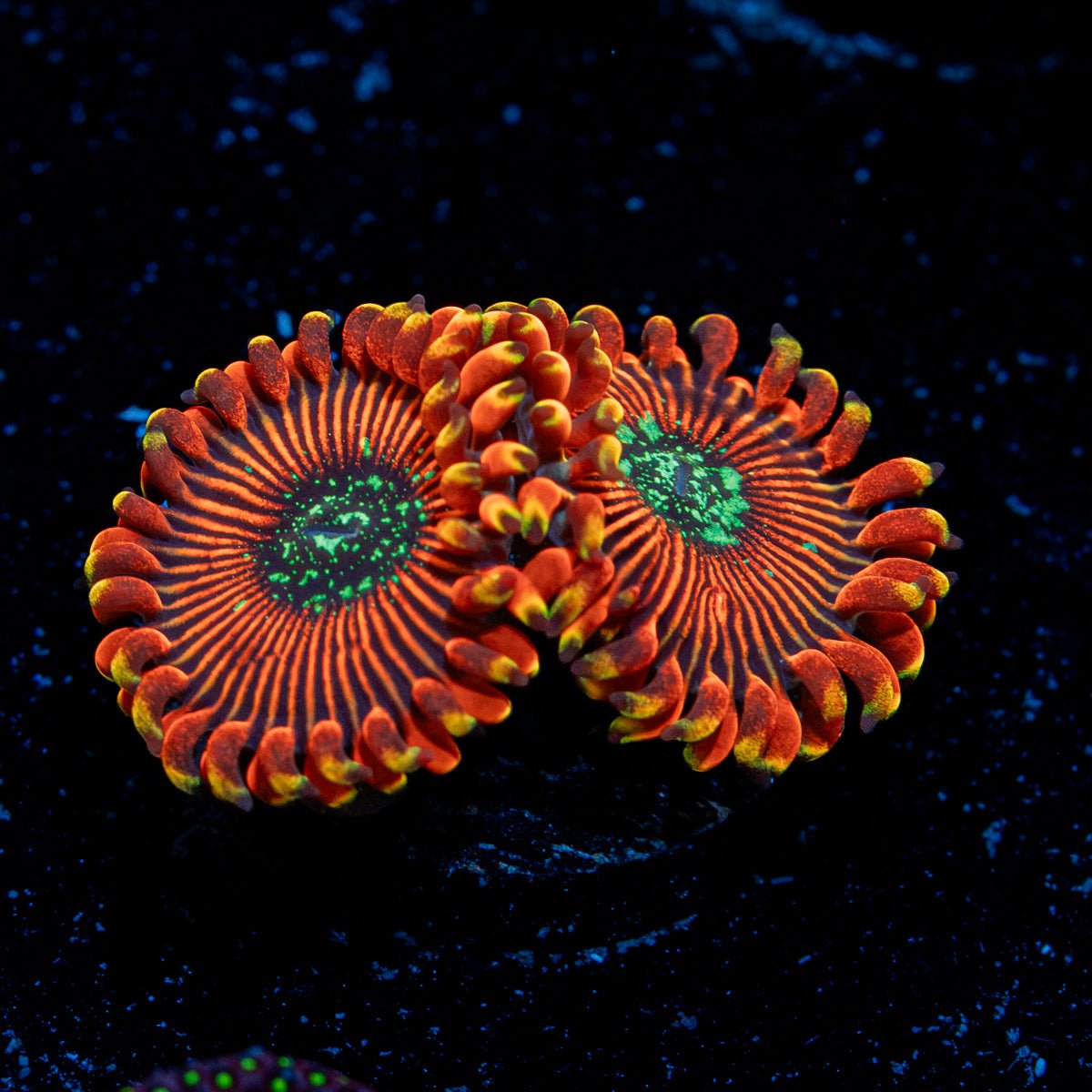 Dark Magician Zoanthid Coral with colony growth in reef aquarium