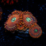 Dark Magician Zoanthid Coral colony growth in reef aquarium