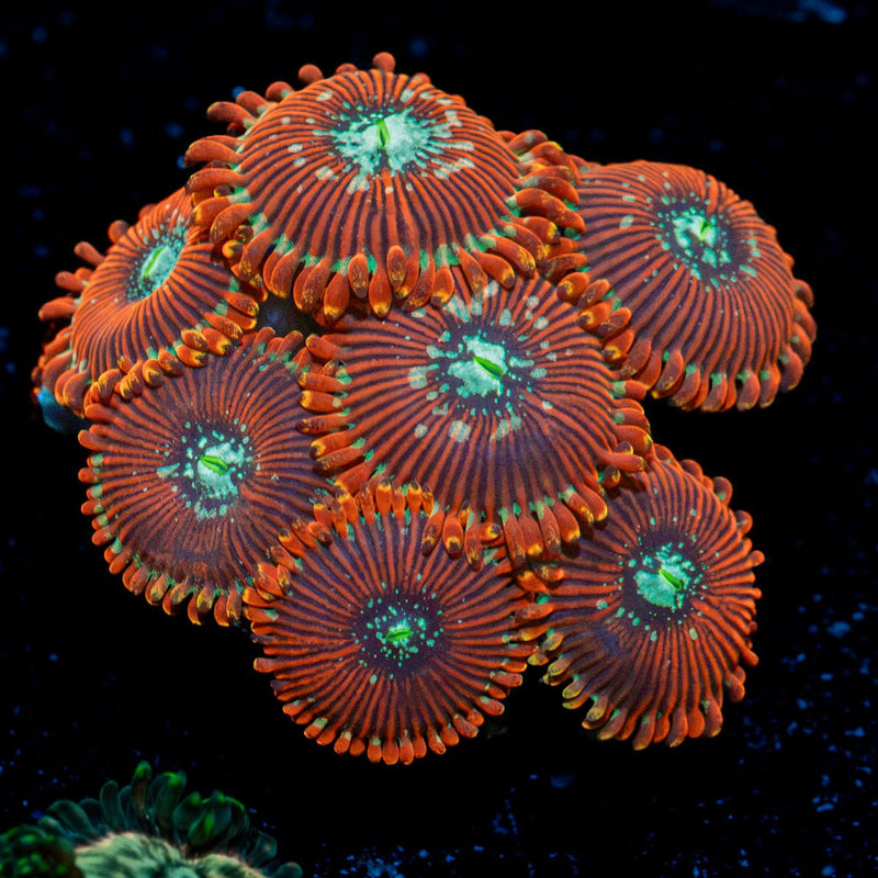 Dark Magician Zoanthid Coral colony growth in reef aquarium