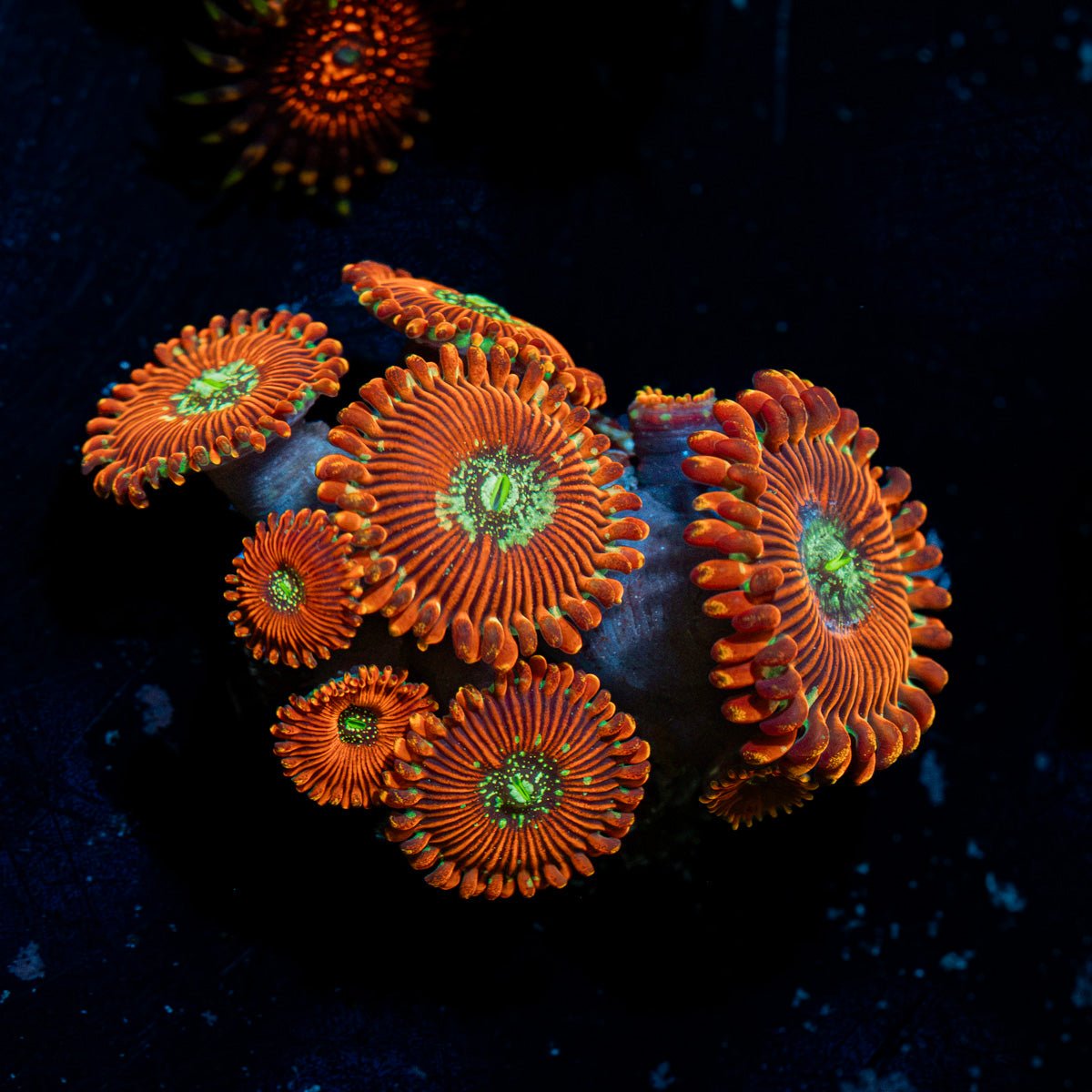 Dark Magicians Zoanthid Coral colony growth in reef aquarium