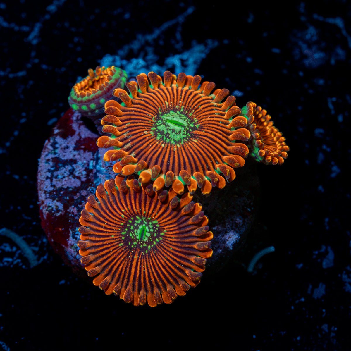 Dark Magicians Zoanthid Coral colony growth in reef aquarium