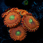 Dark Magicians Zoanthid Coral with colony growth in reef aquarium