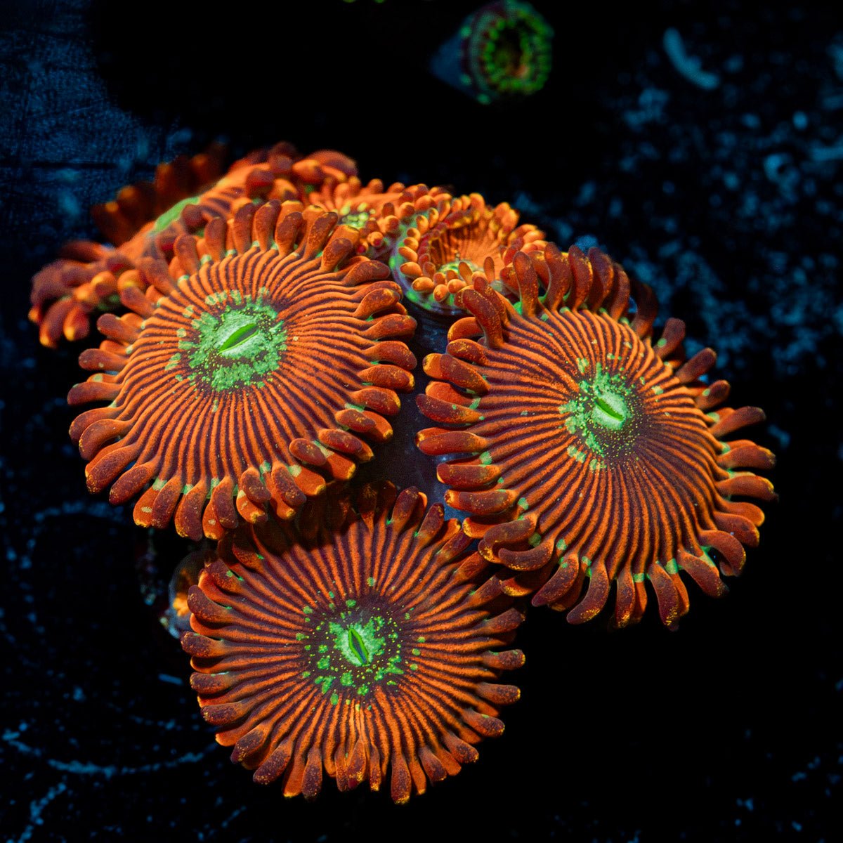Dark Magicians Zoanthid Coral with colony growth in reef aquarium