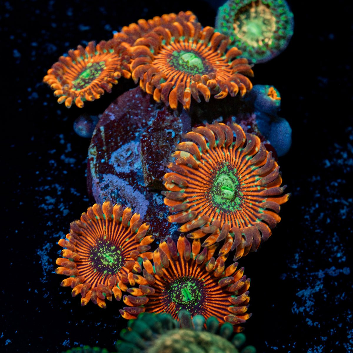 Dark Magicians Zoanthid Coral with colony growth in reef aquarium