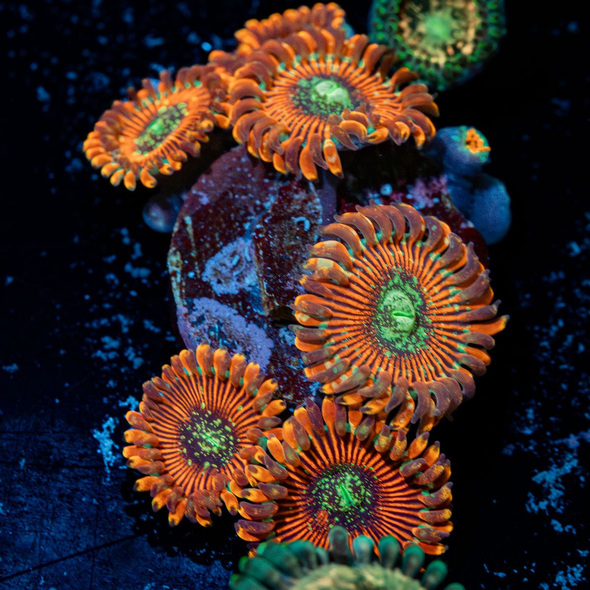 Dark Magicians Zoanthid Coral with colony growth in reef aquarium