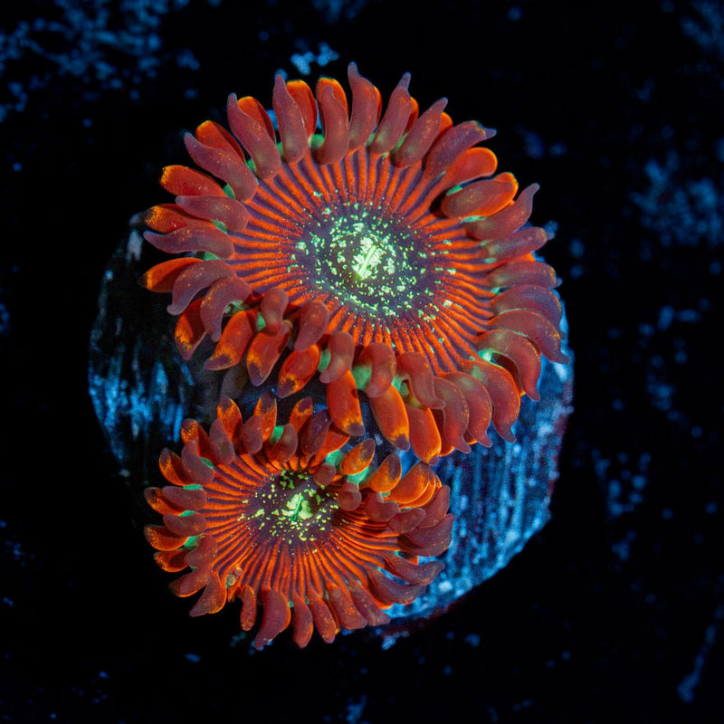 Dark Magicians Zoanthid Coral with colony growth in reef aquarium