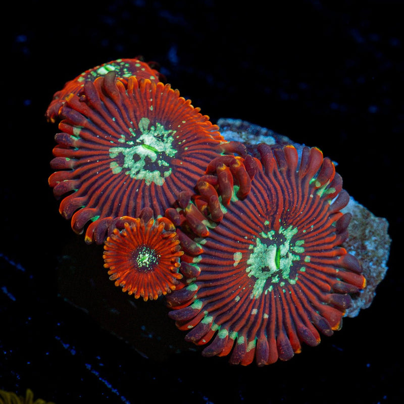 Dark Magicians Zoanthid Coral colony growth in reef aquarium