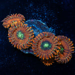 Dark Magicians Zoanthid Coral colony growth in reef aquarium