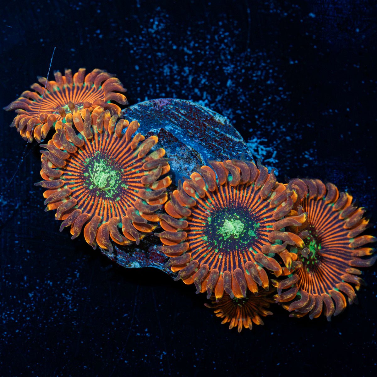 Dark Magicians Zoanthid Coral colony growth in reef aquarium