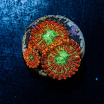 Dark Magicians Zoanthid Coral with colony growth in reef aquarium
