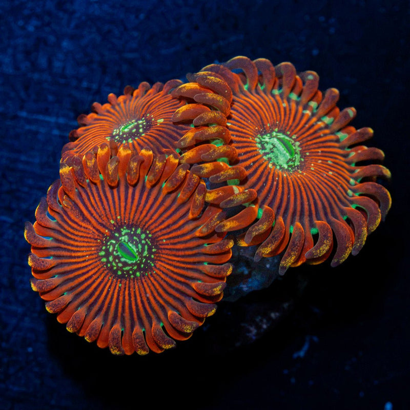 Dark Magicians Zoanthid Coral with colony growth in reef aquarium