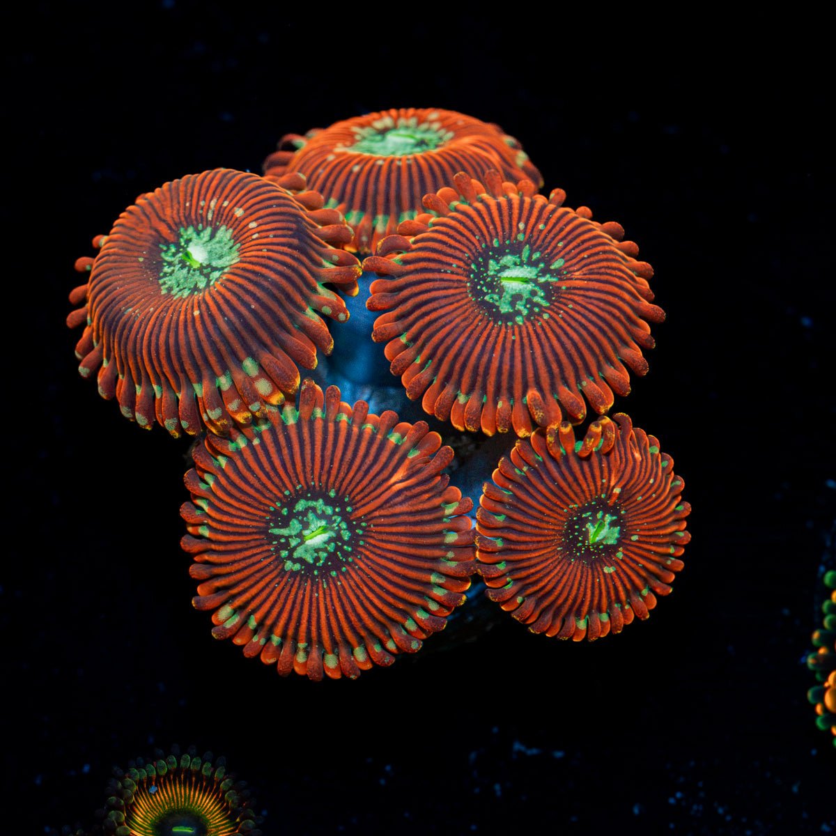 Dark Magicians Zoanthid Coral with colony growth in reef aquarium