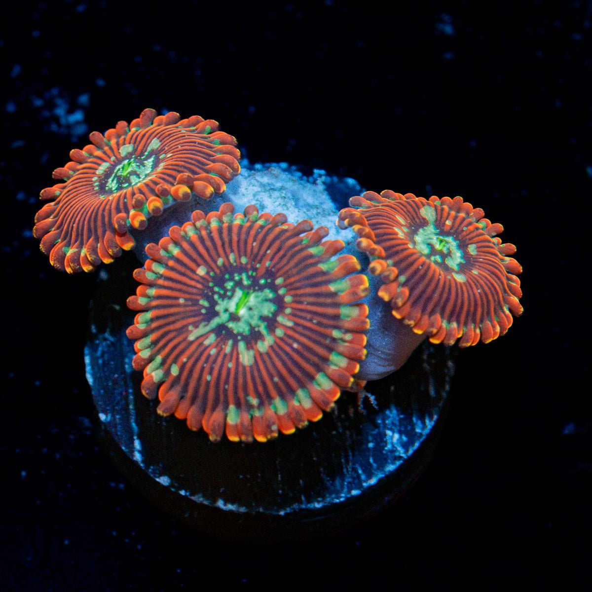 Dark Magicians Zoanthid Coral with colony growth in reef aquarium