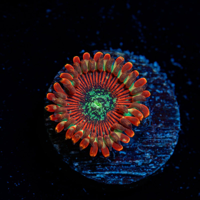 Dark Magicians Zoanthid Coral colony growth in reef aquarium