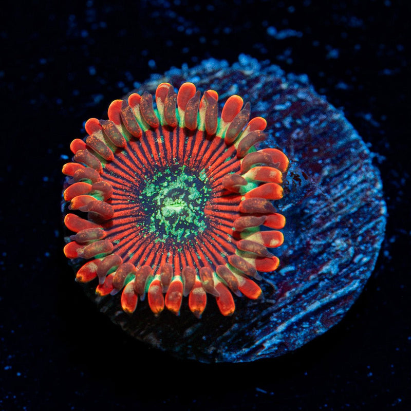Dark Magicians Zoanthid Coral with colony growth in reef aquarium