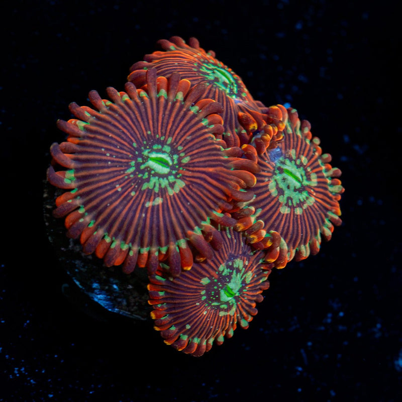 Dark Magicians Zoanthid Coral with colony growth in reef aquarium