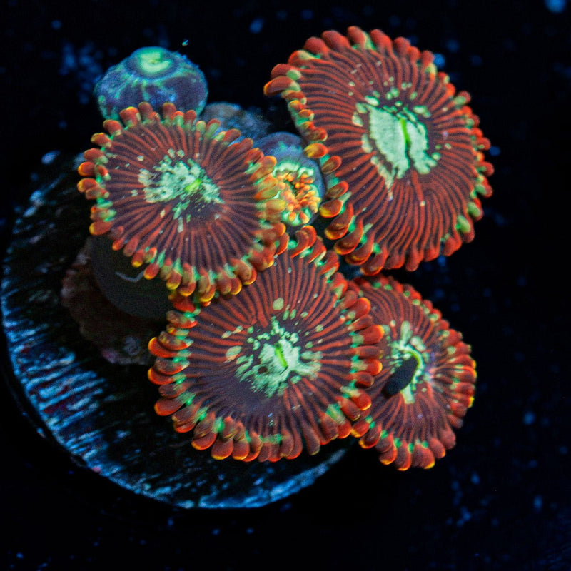 Dark Magicians Zoanthid Coral with colony growth in reef aquarium