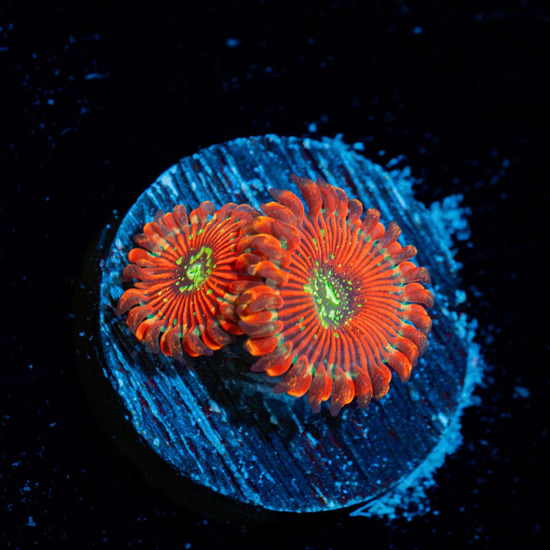 Dark Magicians Zoanthid Coral with colony growth in reef aquarium