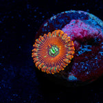 Dark Magicians Zoanthid Coral with colony growth in reef aquarium