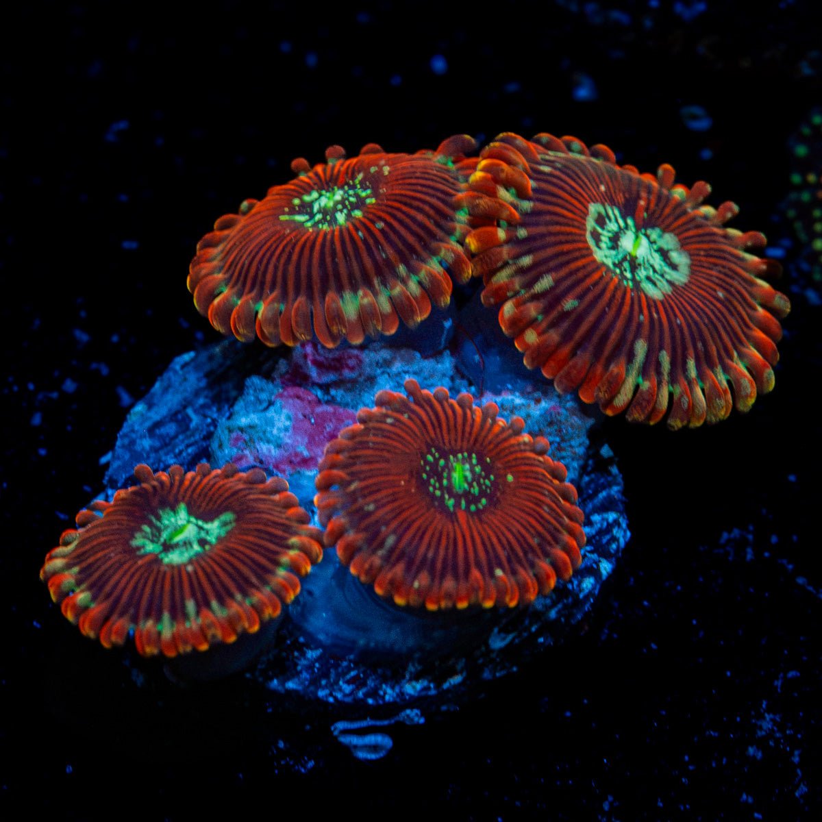 Dark Magicians Zoanthid Coral with colony growth in reef aquarium
