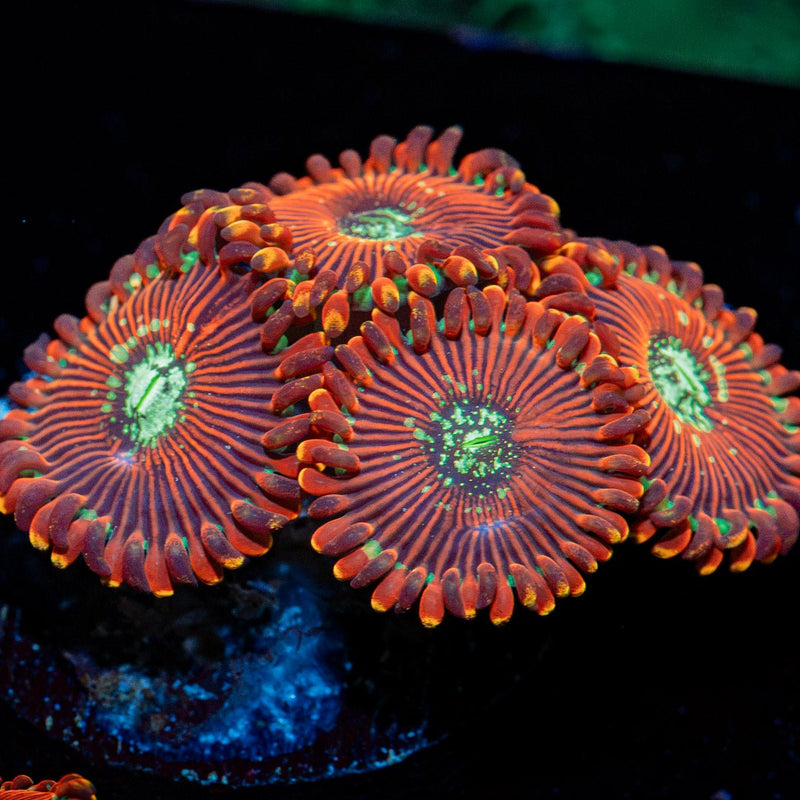 Dark Magicians Zoanthid Coral colony growth in reef aquarium