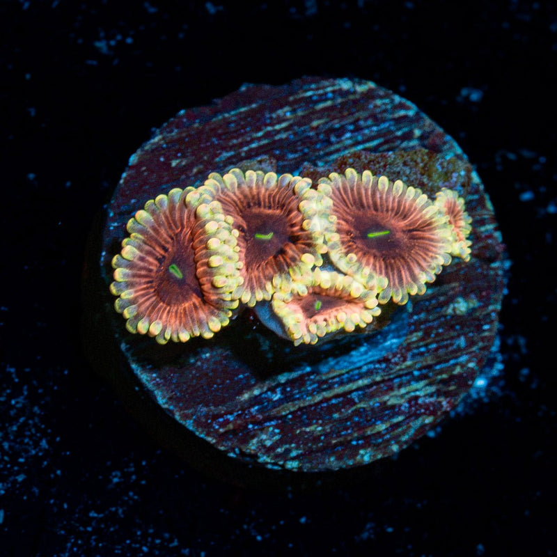 Dark Side Lunar Zoanthid Coral