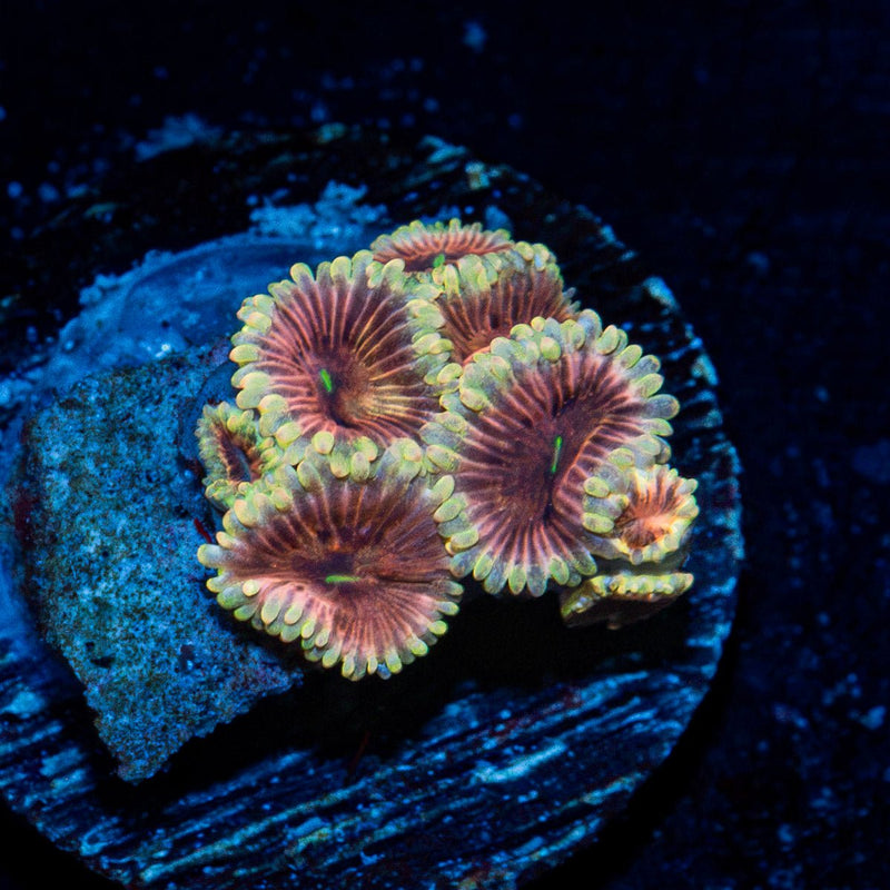 Dark Side Lunars Zoanthid Coral colony growth in reef aquarium