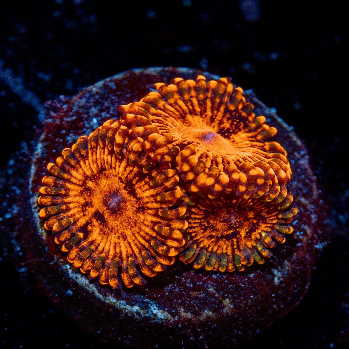 Darth Murals Zoanthid with intricate patterns in a saltwater aquarium