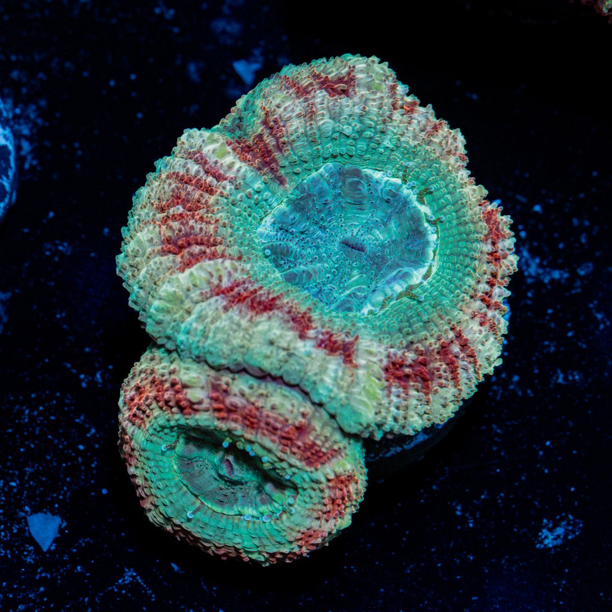 Davy Jones's Asian Acan Coral with fleshy polyps in reef aquarium