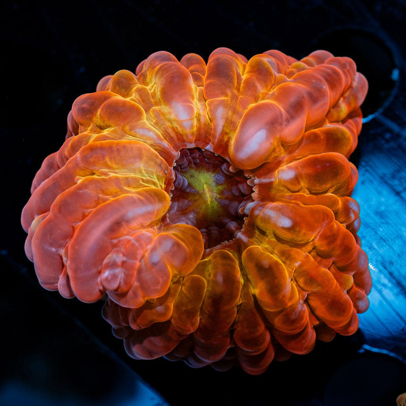 Deadpool cynarina coral with fleshy open polyp in reef aquarium