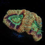 Death note Asian Acan Coral with fleshy polyps in reef aquarium