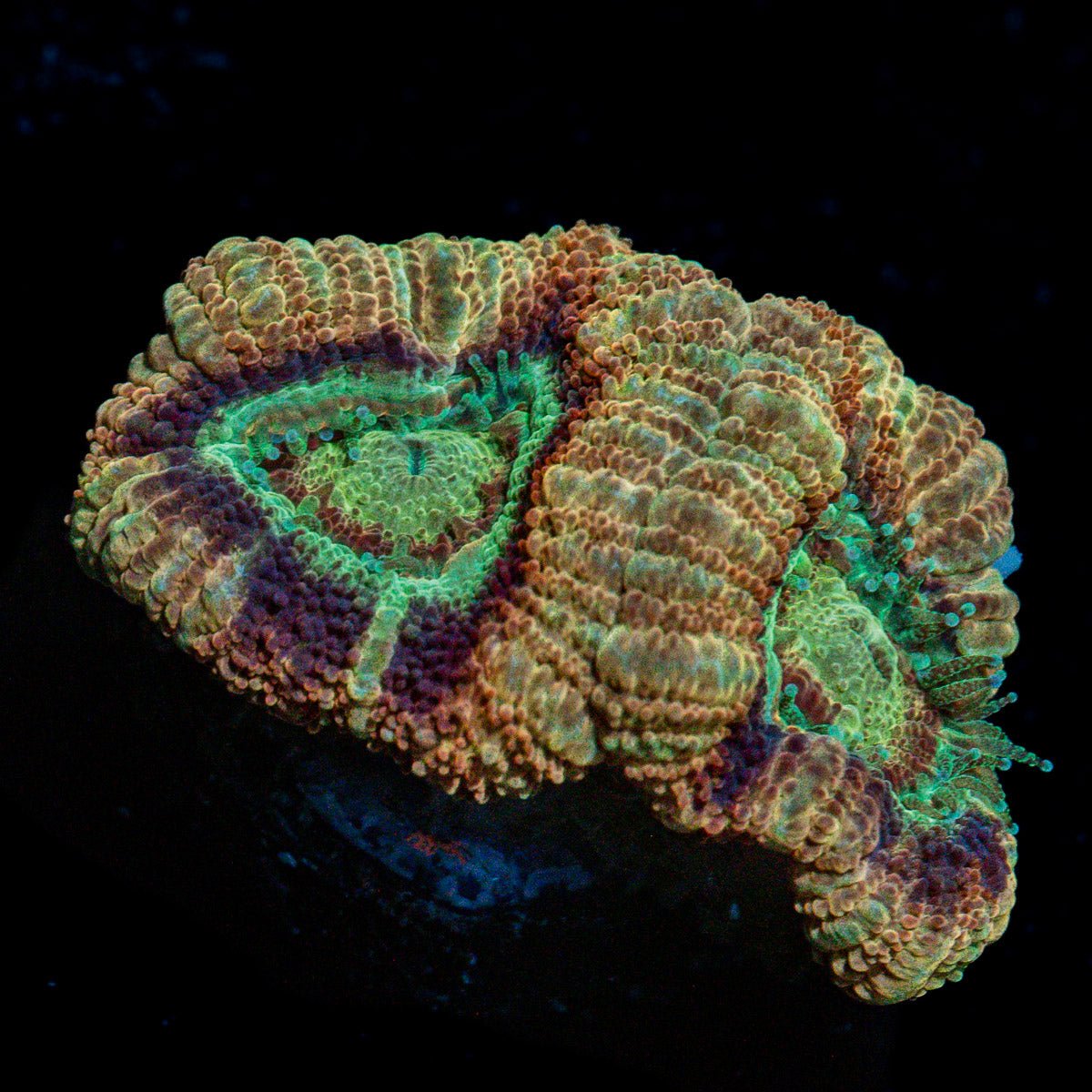 Death note Asian Acan Coral with fleshy polyps in reef aquarium