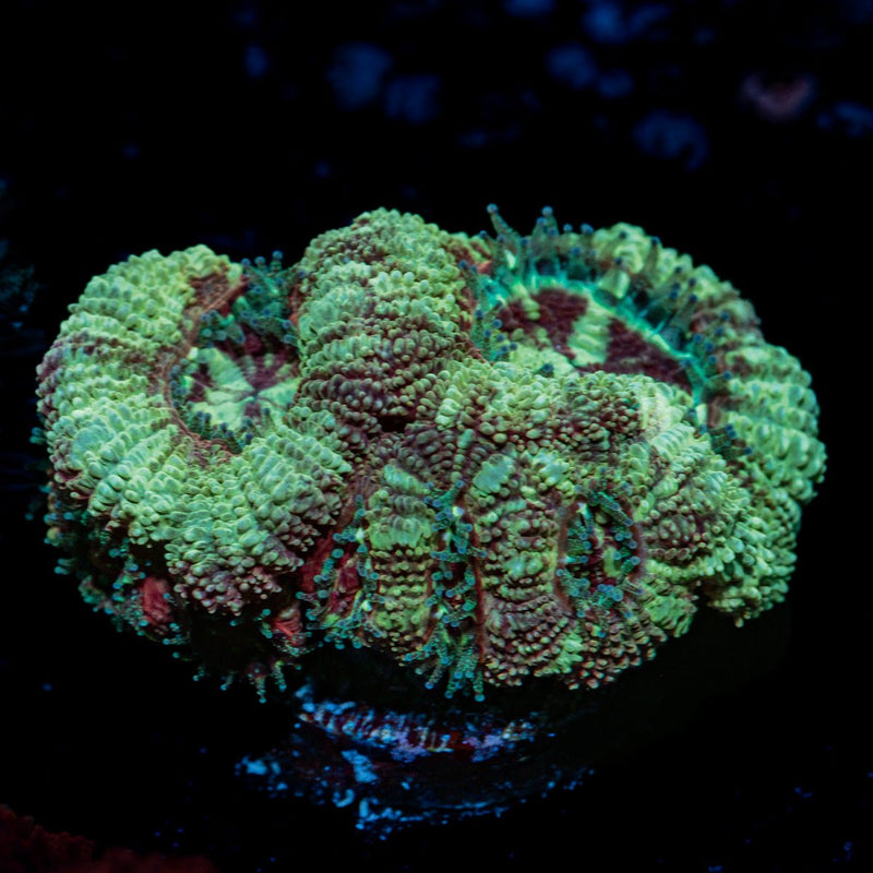 Death note Asian Acan Coral with fleshy polyps in reef aquarium
