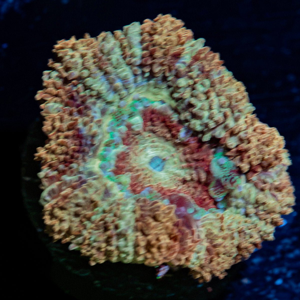 Death Note Asian Acan Coral with fleshy polyps in reef aquarium