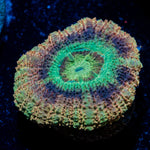 Death Note Asian Acan Coral with fleshy polyps in reef aquarium