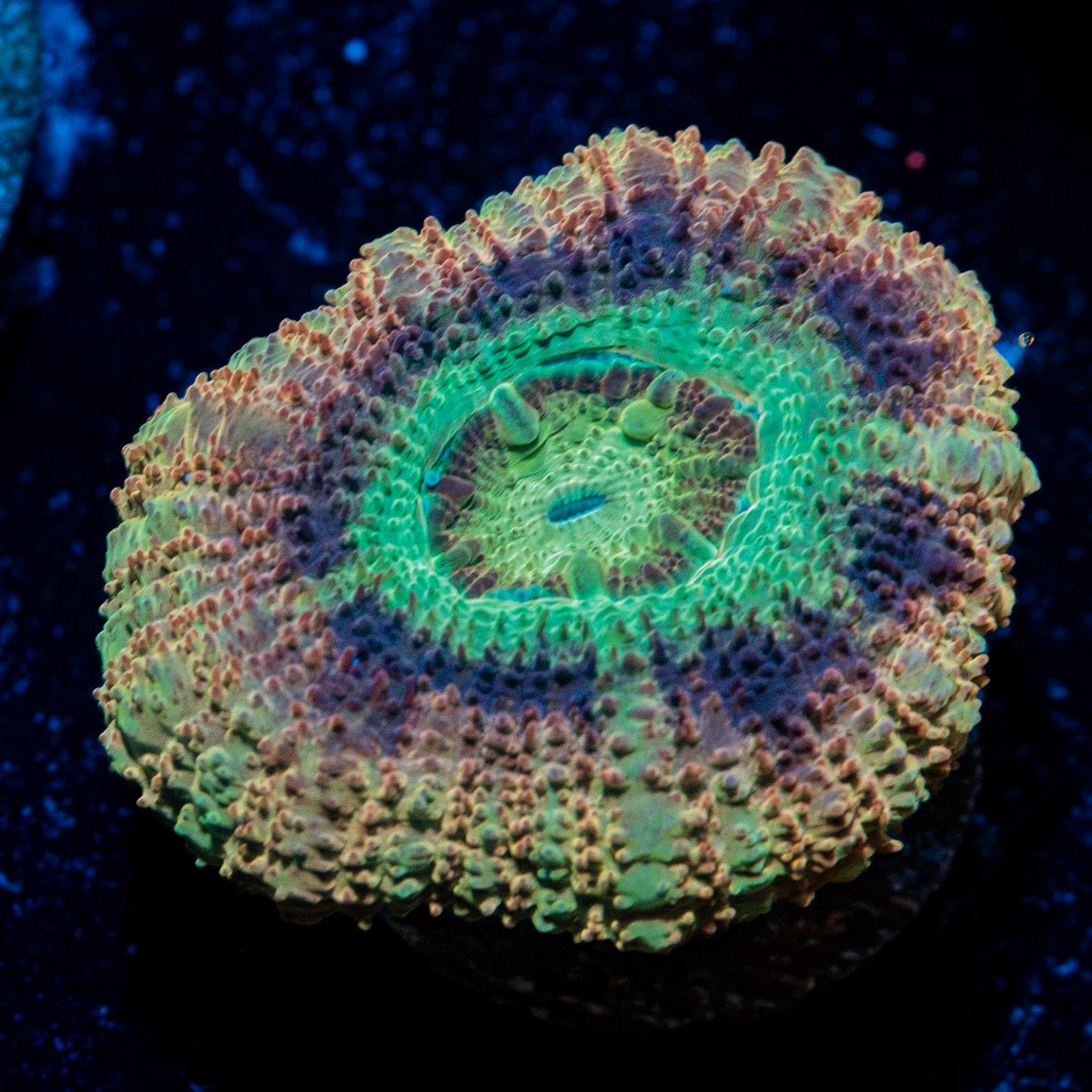 Death Note Asian Acan Coral with fleshy polyps in reef aquarium